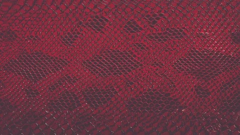 Snake skin background. Close up.  Stock Footage 88203507