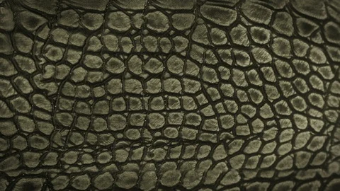 Snake skin background. Stock Footage 88203321
