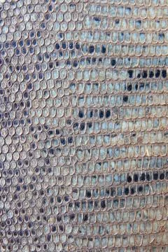 Snake skin background Foto stock