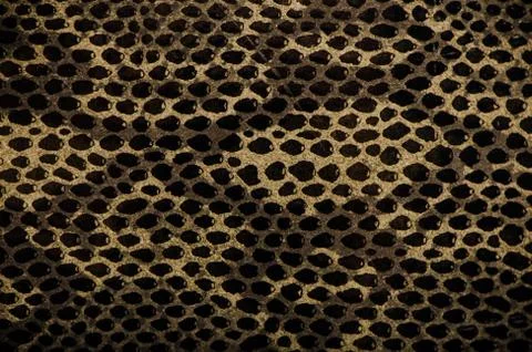 Snake skin background Foto stock