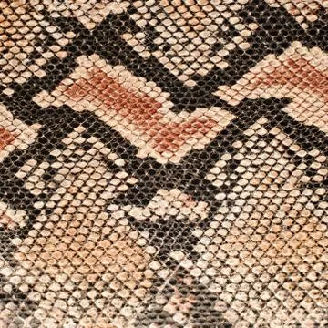 Snake skin background 写真素材