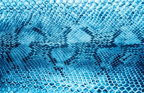 Snake skin background Foto stock