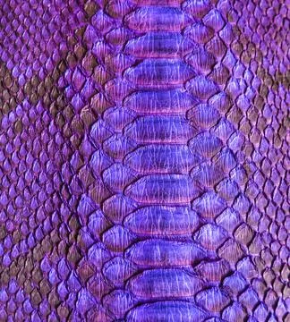 Snake skin background Stock Photos