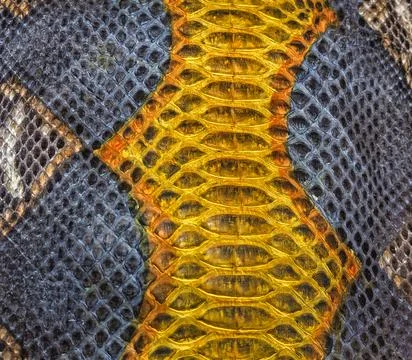 Snake skin background Stock Photos