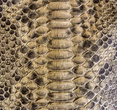 Snake skin background Stock Photos