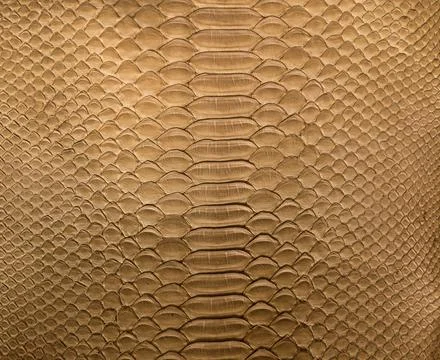 Snake skin background Stock Photos
