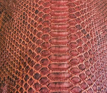 Snake skin background Stock Photos