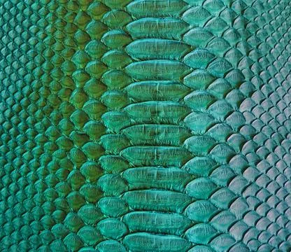 Snake skin background Photos