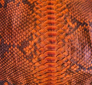 Snake skin background Stockfoto's
