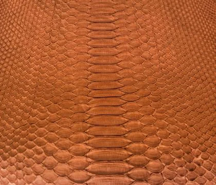 Snake skin background Stock Photos