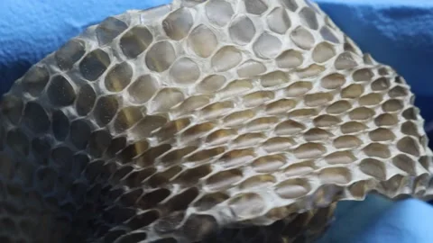 Snake skin at high magnification Stock Footage 322178790