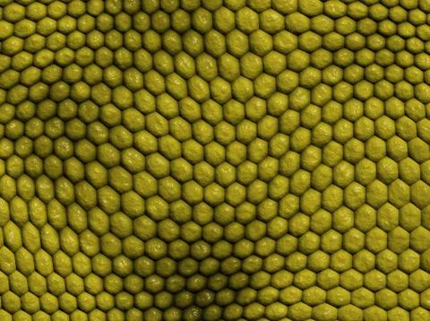 Snake skin Illustration