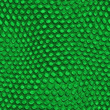 Snake skin イラスト素材