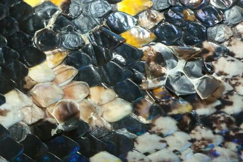 Snake skin macro 스톡 사진