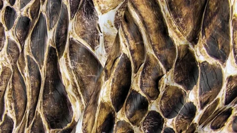 Snake skin in motion 3D. Stock Footage 105926493