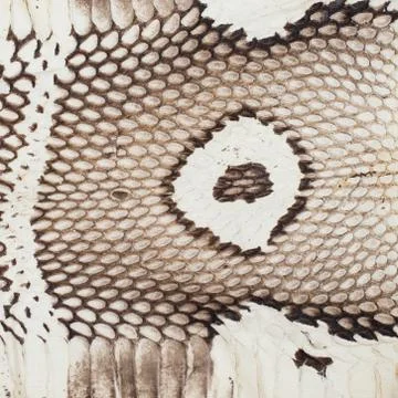 Snake skin pattern background Stock Photos