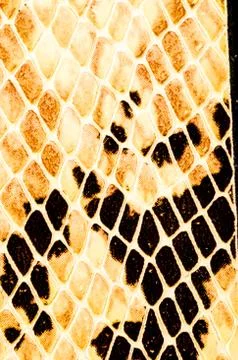 Snake skin pattern background Foto stock