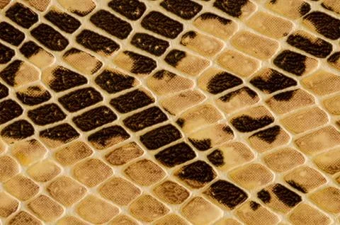 Snake skin pattern background 写真素材