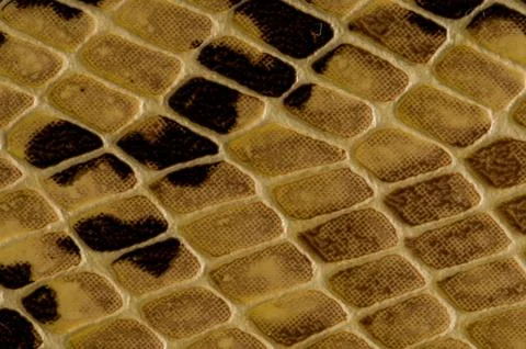 Snake skin pattern background Stock Photos