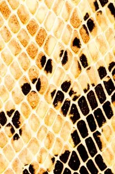 Snake skin pattern background 스톡 사진