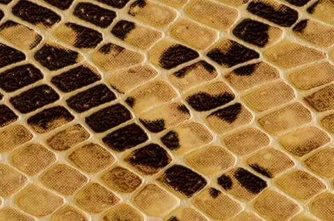 Snake skin pattern background 스톡 사진