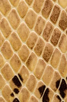 Snake skin pattern background Stock Photos