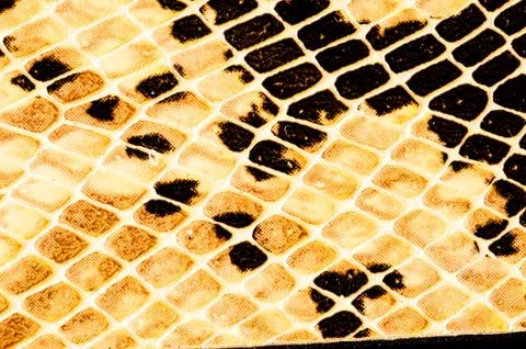 Snake skin pattern background Stock Photos
