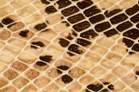 Snake skin pattern background 写真素材