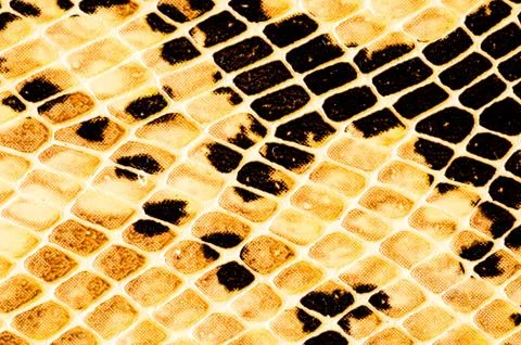 Snake skin pattern background Foto stock