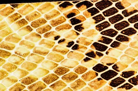 Snake skin pattern background Stock Photos