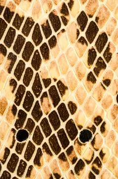 Snake skin pattern background Foto stock