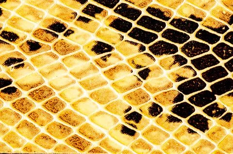 Snake skin pattern background Foto stock