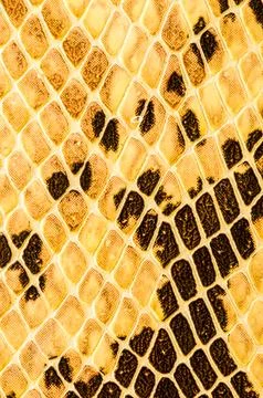 Snake skin pattern background 写真素材