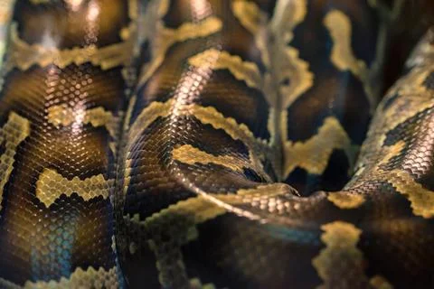 Snake skin pattern close up 스톡 사진
