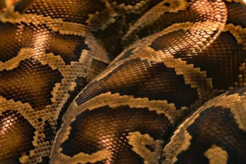Snake skin pattern close up 写真素材