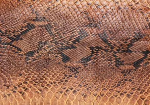 Snake skin pattern Stock Photos