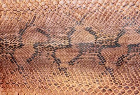 Snake skin pattern 写真素材