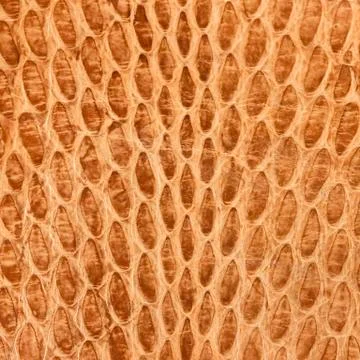 Snake skin Фото