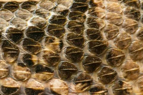 Snake skin Stock Photos