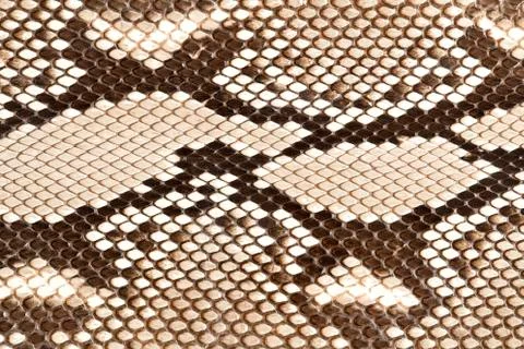 Snake skin 스톡 사진