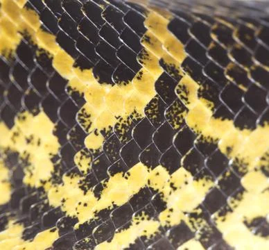 Snake skin Stock-Fotos