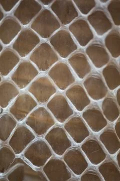 Snake skin Foto stock