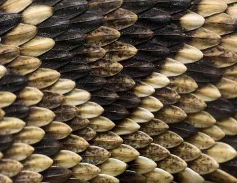 Snake skin Foto stock