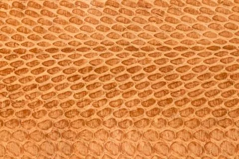 Snake skin 스톡 사진