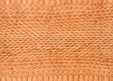 Snake skin 库存照片