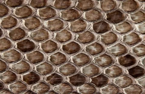 Snake skin. Foto stock