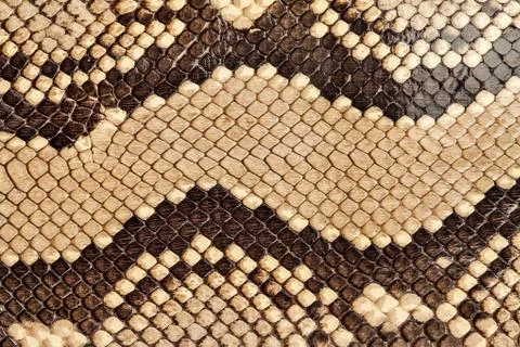Snake skin. Foto stock