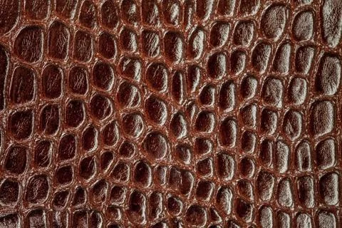 Snake skin. 写真素材
