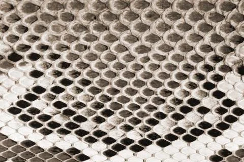 Snake skin 스톡 사진