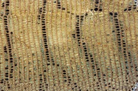Snake Skin 스톡 사진